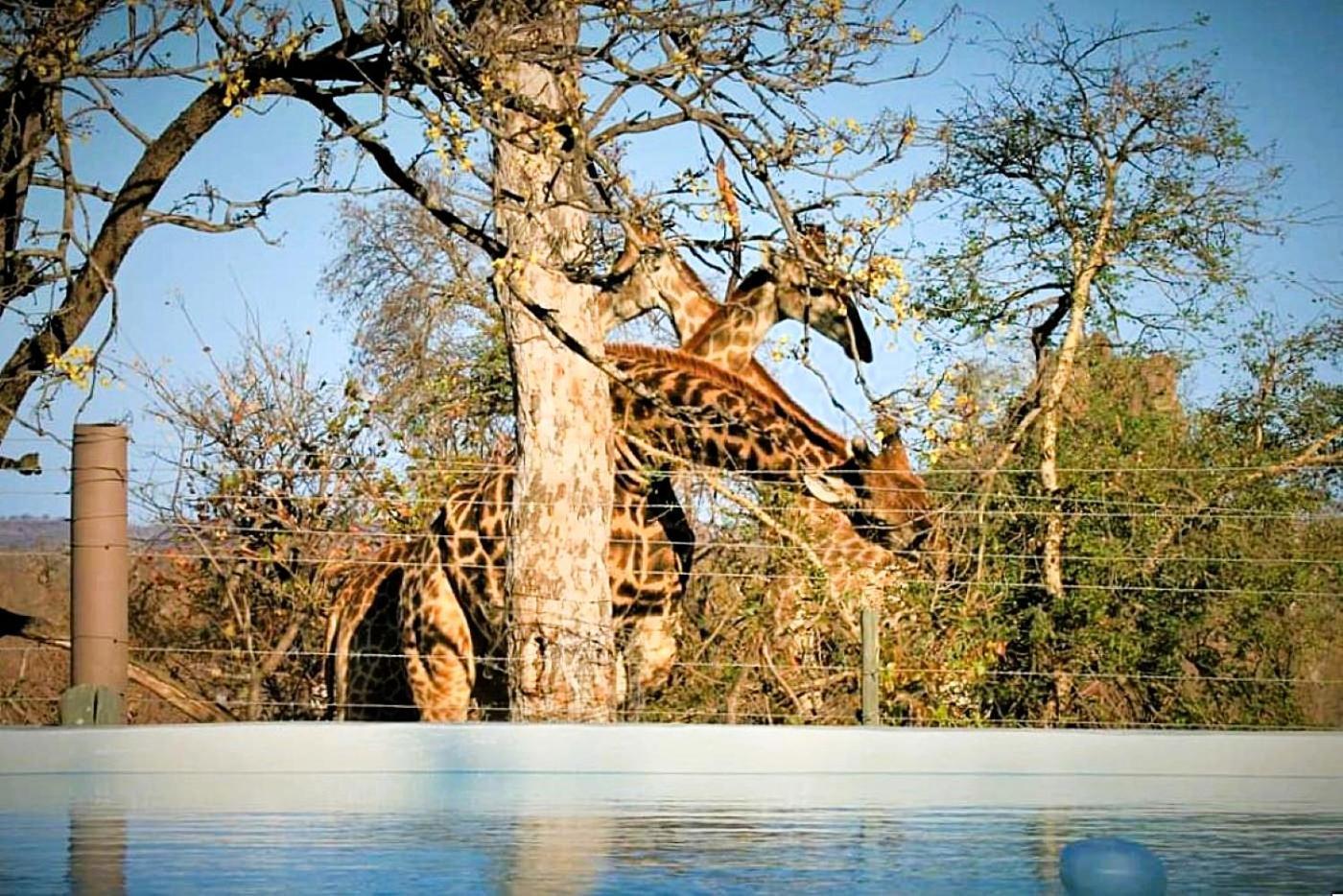Ngalali Retreat 호텔 Grietjie Game Reserve 외부 사진