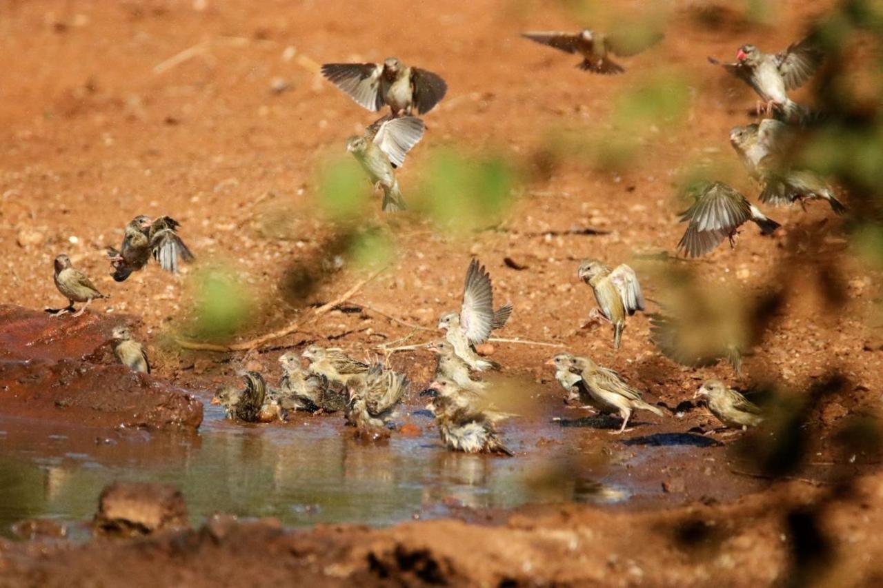 Ngalali Retreat 호텔 Grietjie Game Reserve 외부 사진