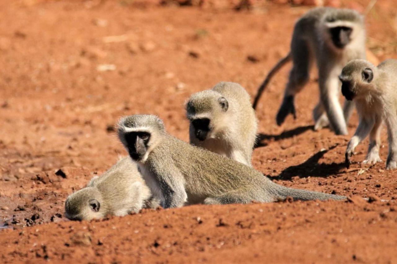 Ngalali Retreat 호텔 Grietjie Game Reserve 외부 사진