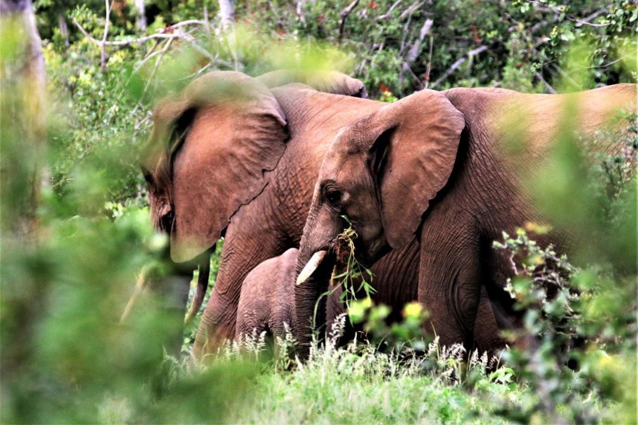 Ngalali Retreat 호텔 Grietjie Game Reserve 외부 사진