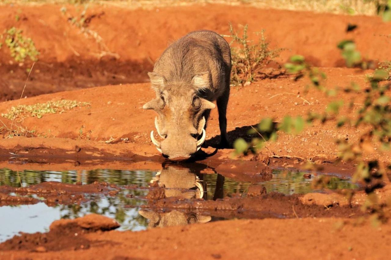 Ngalali Retreat 호텔 Grietjie Game Reserve 외부 사진